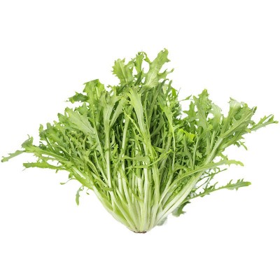 苦苣种子苦菊菜种孑清新降火春秋四季苦菜庭院大田蔬菜籽支持代发图5