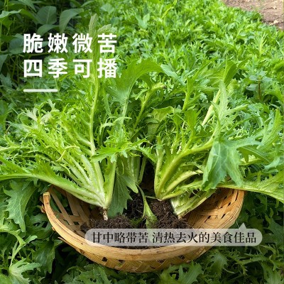 苦苣种子苦菊菜种孑清新降火春秋四季苦菜庭院大田蔬菜籽支持代发图3