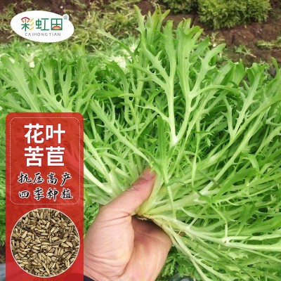 苦苣种子苦菊菜种孑清新降火春秋四季苦菜庭院大田蔬菜籽支持代发图4