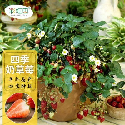 奶草莓种子春秋家庭盆栽四季水果种孑酸甜可口草莓籽支持一件代发图4