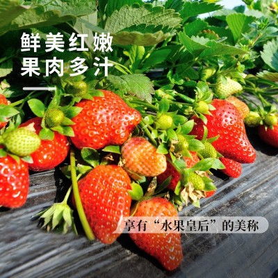 奶草莓种子春秋家庭盆栽四季水果种孑酸甜可口草莓籽支持一件代发图3