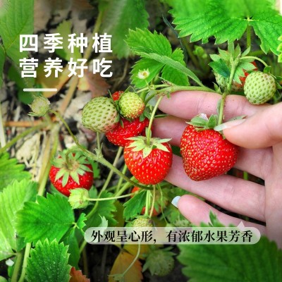奶草莓种子春秋家庭盆栽四季水果种孑酸甜可口草莓籽支持一件代发图2