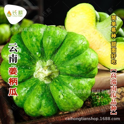 云南姜柄瓜种子甜面小南瓜蔬菜种籽高产春秋季丫丫瓜蔬菜种孑大全图2