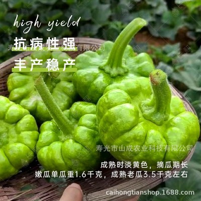 云南姜柄瓜种子甜面小南瓜蔬菜种籽高产春秋季丫丫瓜蔬菜种孑大全图3
