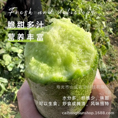 珍翠水果萝卜种子三系杂交青萝卜种籽秋播大田种植蔬菜种孑子大全图3