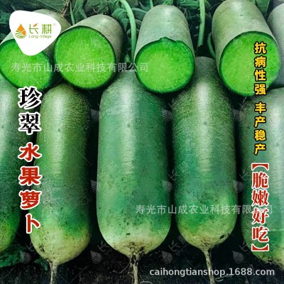 珍翠水果萝卜种子三系杂交青萝卜种籽秋播大田种植蔬菜种孑子大全图2