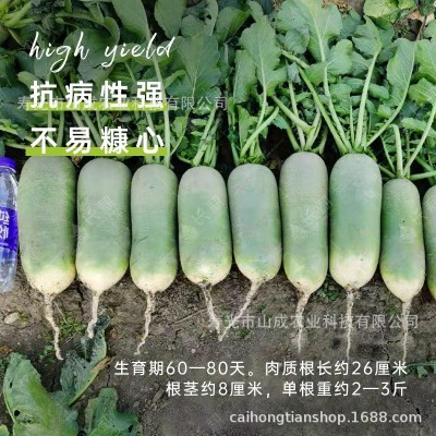 珍翠水果萝卜种子三系杂交青萝卜种籽秋播大田种植蔬菜种孑子大全图4