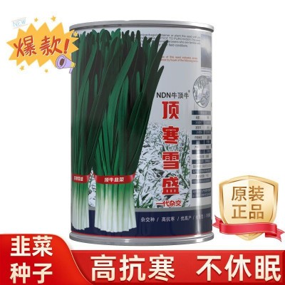 牛顶牛顶寒雪盛韭菜种子不休眠韭菜籽抗寒高产韭菜品种图4