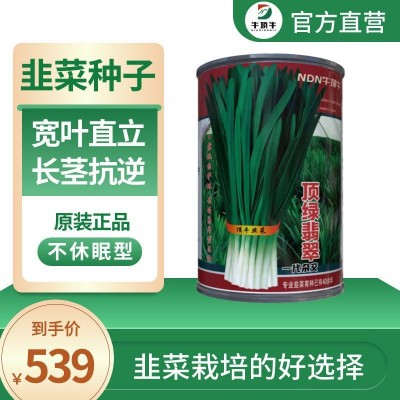 牛顶牛韭菜种子原装不休眠韭菜籽抗病大棚露地韭菜品种图4