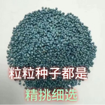 大叶精品菠菜种子耐热抗寒抗病块大袋装蔬菜种子杂交菠菜种籽图5