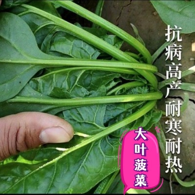 大叶精品菠菜种子耐热抗寒抗病块大袋装蔬菜种子杂交菠菜种籽图4