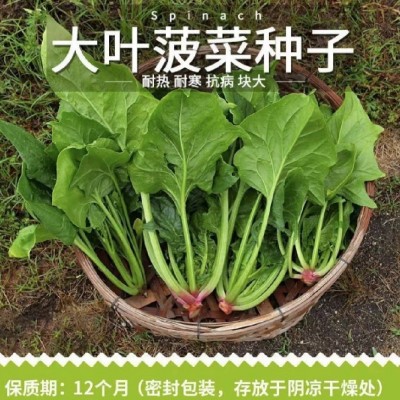 大叶精品菠菜种子耐热抗寒抗病块大袋装蔬菜种子杂交菠菜种籽图2