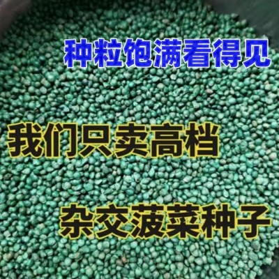 大叶精品菠菜种子耐热抗寒抗病块大袋装蔬菜种子杂交菠菜种籽图3