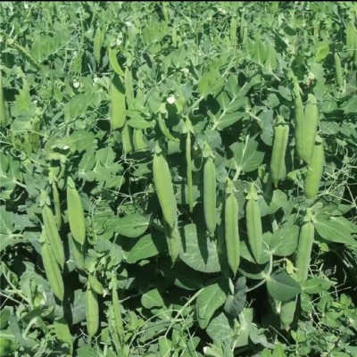 大叶豌豆尖种子豆苗四季青豌豆尖菜芽苗种籽水培土培农家蔬菜盆栽图3