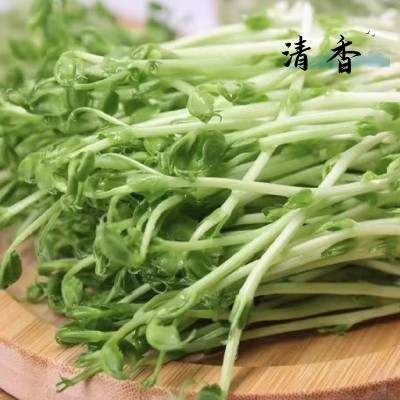 大叶豌豆尖种子豆苗四季青豌豆尖菜芽苗种籽水培土培农家蔬菜盆栽图5