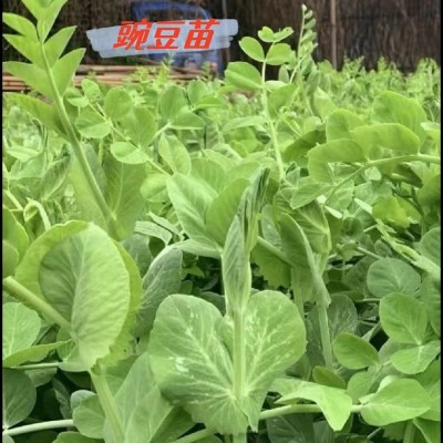 大叶豌豆尖种子豆苗四季青豌豆尖菜芽苗种籽水培土培农家蔬菜盆栽图4