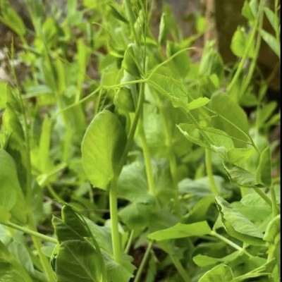 大叶豌豆尖种子豆苗四季青豌豆尖菜芽苗种籽水培土培农家蔬菜盆栽图2