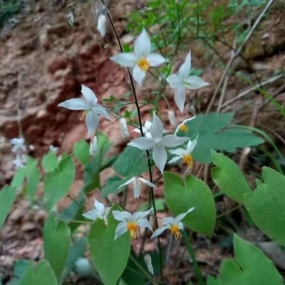 厂家淫羊藿种子山坡种植多年生籽三支九叶草盆栽种种籽图2