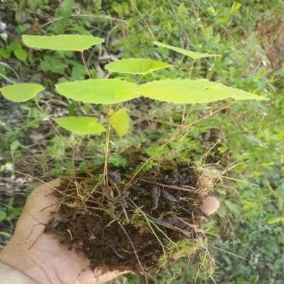 厂家淫羊藿种子山坡种植多年生籽三支九叶草盆栽种种籽图3