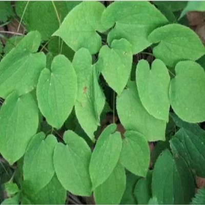 厂家淫羊藿种子山坡种植多年生籽三支九叶草盆栽种种籽图4