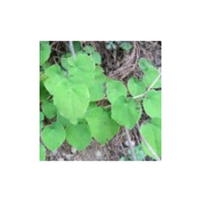 厂家淫羊藿种子山坡种植多年生籽三支九叶草盆栽种种籽图5