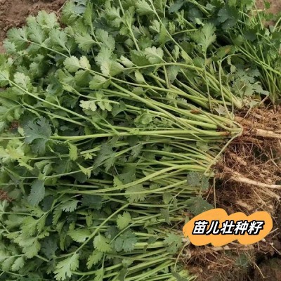 四季大叶香菜种子盆栽蔬菜种子抗高温高发芽抗病大叶芫荽种子袋装图5