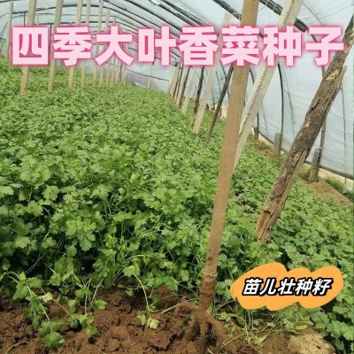 四季大叶香菜种子盆栽蔬菜种子抗高温高发芽抗病大叶芫荽种子袋装图3