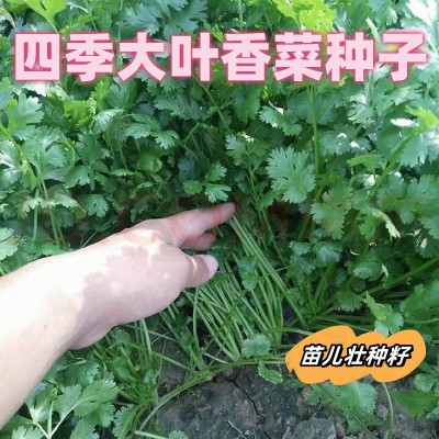 四季大叶香菜种子盆栽蔬菜种子抗高温高发芽抗病大叶芫荽种子袋装图2