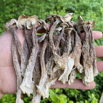 新鲜鹿茸菇干货云南特产煲汤食材炒吃脆姑蘑菇干香菇云南鹿茸菌子图3