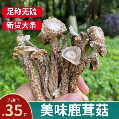新鲜鹿茸菇干货云南特产煲汤食材炒吃脆姑蘑菇干香菇云南鹿茸菌子图2