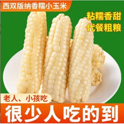 云南西双版纳拇指玉米即食早餐代餐新鲜傣家甜香糯迷你手指小玉米图2