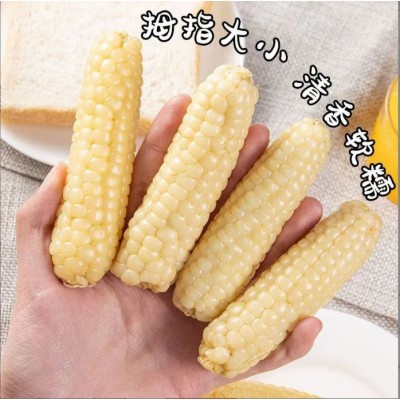 云南西双版纳拇指玉米即食早餐代餐新鲜傣家甜香糯迷你手指小玉米图3