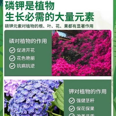比利时进口磷酸二氢钾生长调节保花保果膨果抗冻通用型叶面肥正品图2