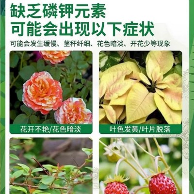 比利时进口磷酸二氢钾生长调节保花保果膨果抗冻通用型叶面肥正品图3
