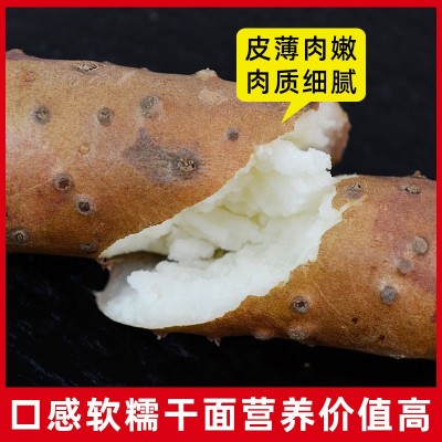 河南焦作温县铁棍山药垆土淮山药正宗怀山药官方旗舰店特产新鲜图2
