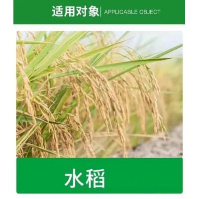 50%二嗪磷乳油杀虫二化螟三化螟水稻农用正品杀虫老牌子图3