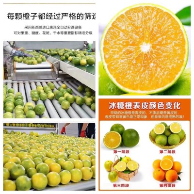 哀牢山冰糖橙云南橙子新鲜褚橙当季果冻橙水果非爱媛橙代发包邮图2