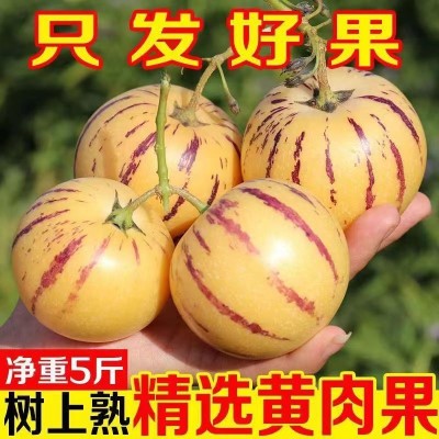 云南石林奶香人参果黄肉圆果树上熟低糖10斤礼盒精品大果一件代发