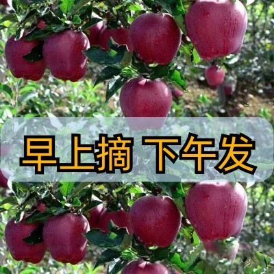 蛇果甘肃天水花牛新鲜当季水果红整箱粉面平果3、5、10斤包邮代发图3