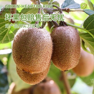 陕西周至翠香猕猴桃徐香绿心新鲜奇异果非四川红心干批发水果代发图2