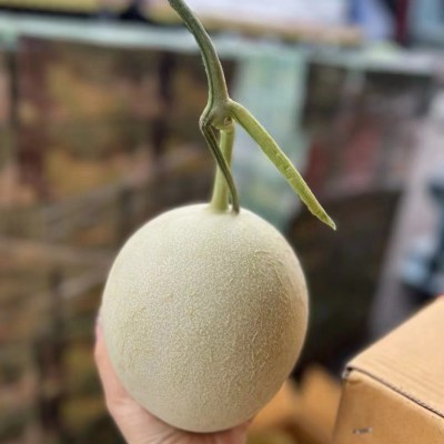 玉茹甜瓜哈密瓜整件2枚5斤礼盒现货整箱批发图2