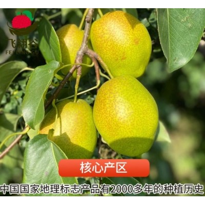 正宗新疆库尔勒香梨特大梨子新鲜孕妇水果顺丰水果批发一件代发图2