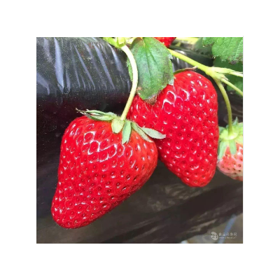 九九草莓