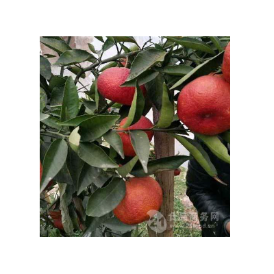 媛红椪柑种植管理技术图2