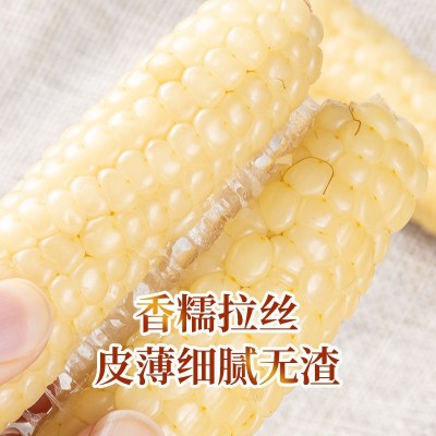 西双版纳小拇指玉米袖珍小手指迷你白糯玉米老品种儿童香甜糯图4
