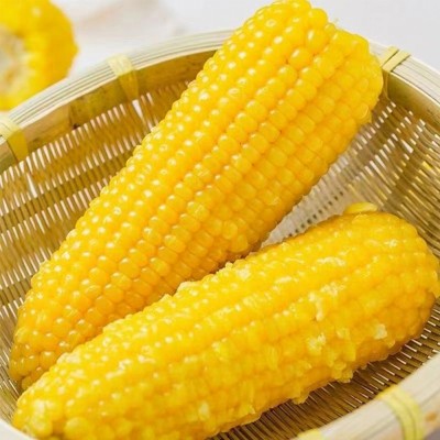 东北特产好品质黄糯玉米10根装黏糯玉米真空包装黄玉米低脂真空图3