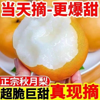 现摘现发山东莱阳正宗秋月梨水果新鲜脆甜应季整箱梨子自然 树上熟图2
