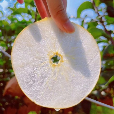 现摘现发山东莱阳正宗秋月梨水果新鲜脆甜应季整箱梨子自然 树上熟图4
