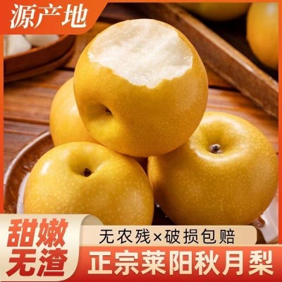 现摘现发山东莱阳正宗秋月梨水果新鲜脆甜应季整箱梨子自然 树上熟图3