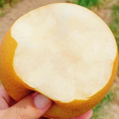 正宗山东秋月梨莱阳梨整箱批发薄脆多汁脆甜皮薄新鲜水果冰 糖梨子图3
